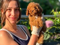Toy Poodle Yavruları