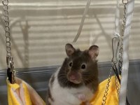 Hamster-Gonzales Yavrularımız Heryere Gönderim