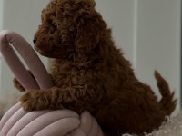 KALİTELİ TOY POODLE YAVRULARI