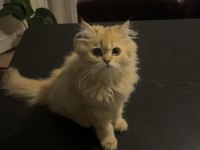 4,5 Aylık Dişi Kedimiz