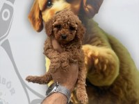 TOY POODLE YAVRULARIMIZ