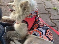 Köpeğimizi sahiplendirmek istiyoruz