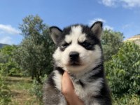 Irk ve sağlık garantili husky yavrularımız