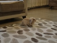 Kulakları Düşük Tavşan