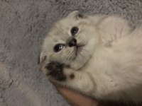 Scottish fold yavrularım erkek-dişi
