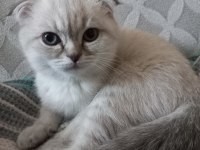 8 aylık dişi scottish fold aşıları tam