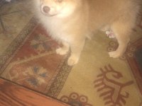 3 aylık pomeranian erkek
