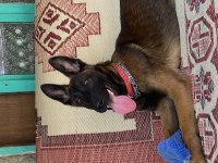 7 aylık erkek malinois belçika kurdu
