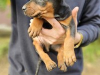 DOBERMAN BEBEKLERİ