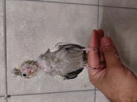 Ele alışkın dost canlısı yavru sultan papağanı
