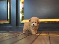 Sağlık garantili safkan Maltipoo Yavrularımız