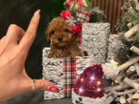 Toy poodle aşıları tam