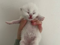 Kar topu british shorthair yavrular