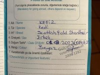 Scottish Fold Kedimizi Sahiplendirmek İstiyoruz