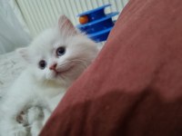 Kedi dişi iki ay iki hafta persian