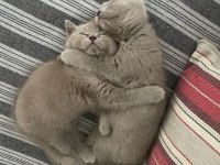 Safkan british shorthair bebeklerimize yuva arıyoruz