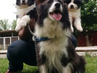 a kalitede border collie yavruları