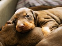 Irk Garantili Safkan Doberman Yavrular