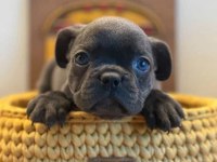 Tok kalite blue french bulldog
