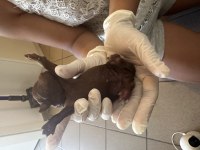 Kore-toy poodle küçük ırk