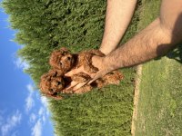 Toy Poodle Minyatür 0 Numara