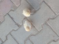 Tavuk ve horoz