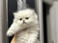 BEYAZ BRITISH LONGHAIR YAVRULARIM 