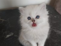 British longhair kedisi beyaz