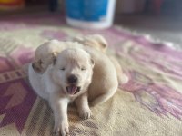 Chow chow köpeği