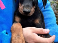 Safkan Fci Şecereli Doberman Yavrularımız