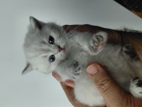 Acil Safkan British Shorthair Yavrularımız
