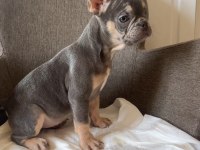 Ev bakımı french bulldog yavrularım