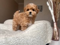 Poodle kalitesinde teacup maltipo