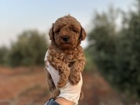 Renk renk çeşit çeşit toy poodle yavrularımız 