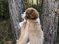 A SINIF CAVALİER KING CHARLES