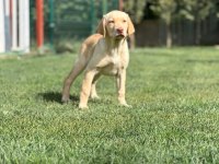 Golden Retriever Yavruları Çiftlikten
