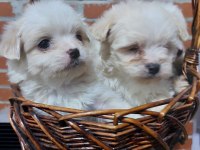 Sıfır boy terrier köpekler