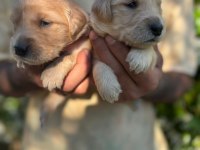 Golden retriever yavrularımız