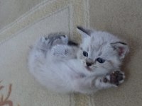 Mavi gözlü british shorthair yavrular