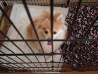 Oyuncu ve sevecen pomeranian kızımız yeni yuvasını arıyor