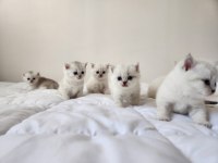 British Shorthair Yavrular
