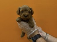 TEACUP MALTİPOO YAVRULARIMIZ