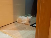 Herkesime her bütçeye uygun miyav serisi