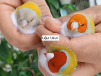 Şampiyondan üst seviye jumbo gouldian finch ispinoz