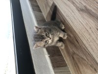 45 GÜNLÜK SAĞLIKLI CİNS YAVRU KEDİLER VE ANNE