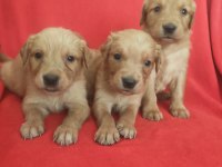 Kaliteli Golden Retriever Yavrularimiz