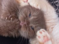 Scottish Fold Sahiplendirme