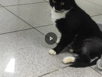 Yakışıklı kedimiz panda yuva arıyor