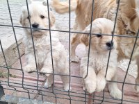 GOLDEN RETRİEVER YAVRULAR REZERVEYE AÇIK