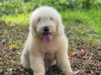 Muhteşem zeki ve güzellikte merle doodle yavrumuz